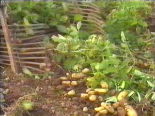 PATATAS (6)
